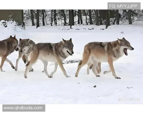 内政联队主场迎战客队塞列斯期待精彩对决与激烈竞争